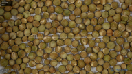 seed