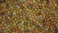 seed