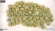 seed