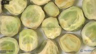 column seed
