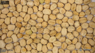 seed