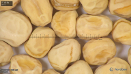 column seed