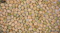 seed