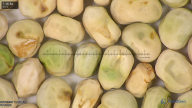 column seed