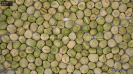 seed