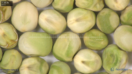 column seed