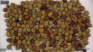 seed