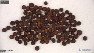 seed