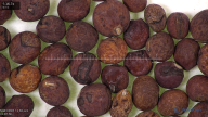 column seed