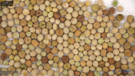 seed