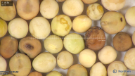 column seed