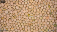 seed
