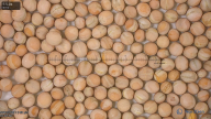 seed