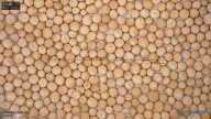 seed