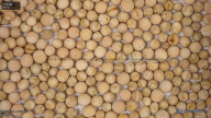 seed