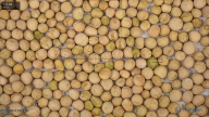 seed