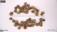 seed