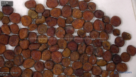 column seed