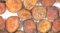 column seed