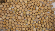 seed