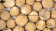 column seed