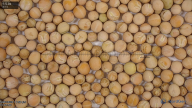 seed