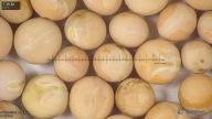 column seed