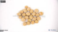 seed