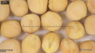 column seed