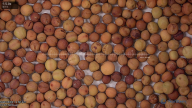 seed