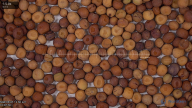 seed