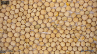 seed