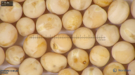column seed