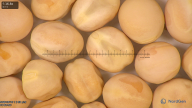 column seed