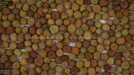 seed
