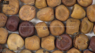 column seed