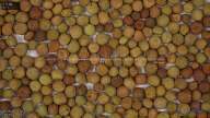 seed