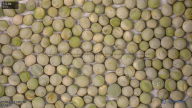 column seed