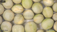 column seed