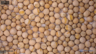 seed