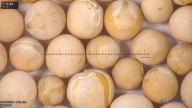 column seed