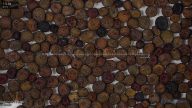 seed