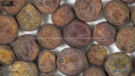 column seed