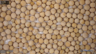 column seed