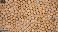 seed