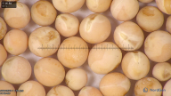 column seed