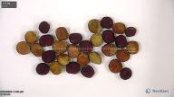 seed