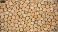 seed