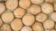 column seed