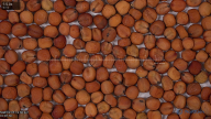 seed